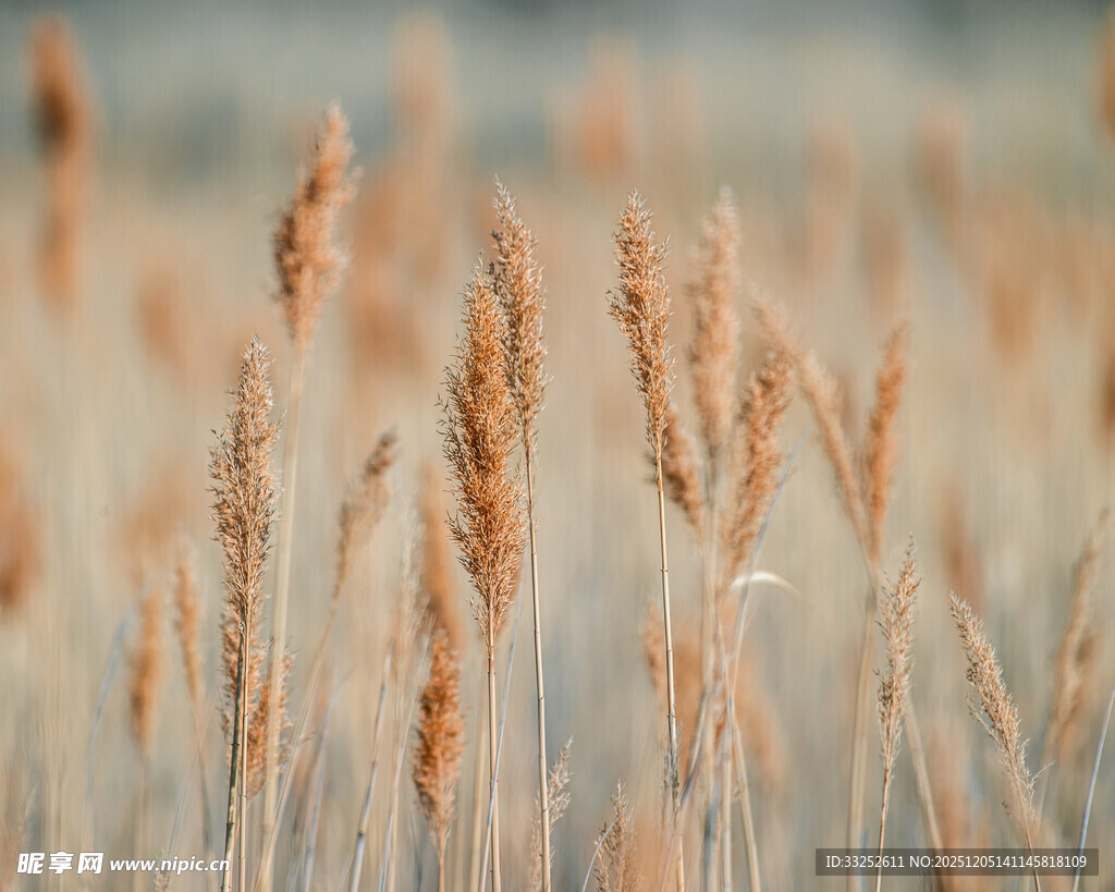 金黄芦苇丛 自然诗意美景