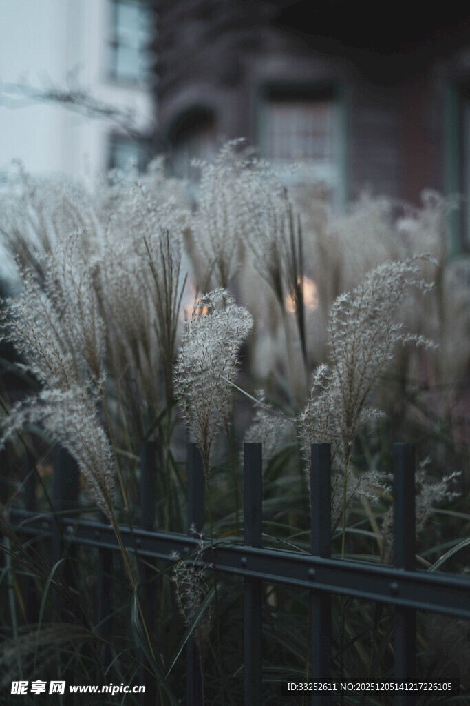 风中摇曳的白色蒲苇
