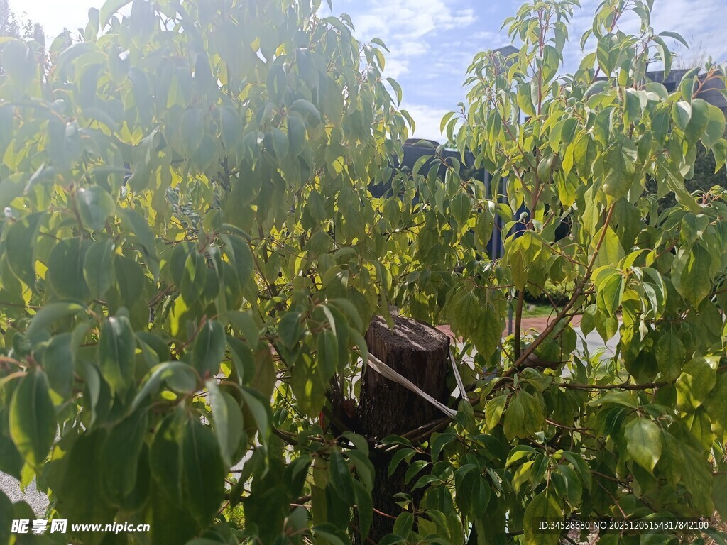 果园中劳作的身影