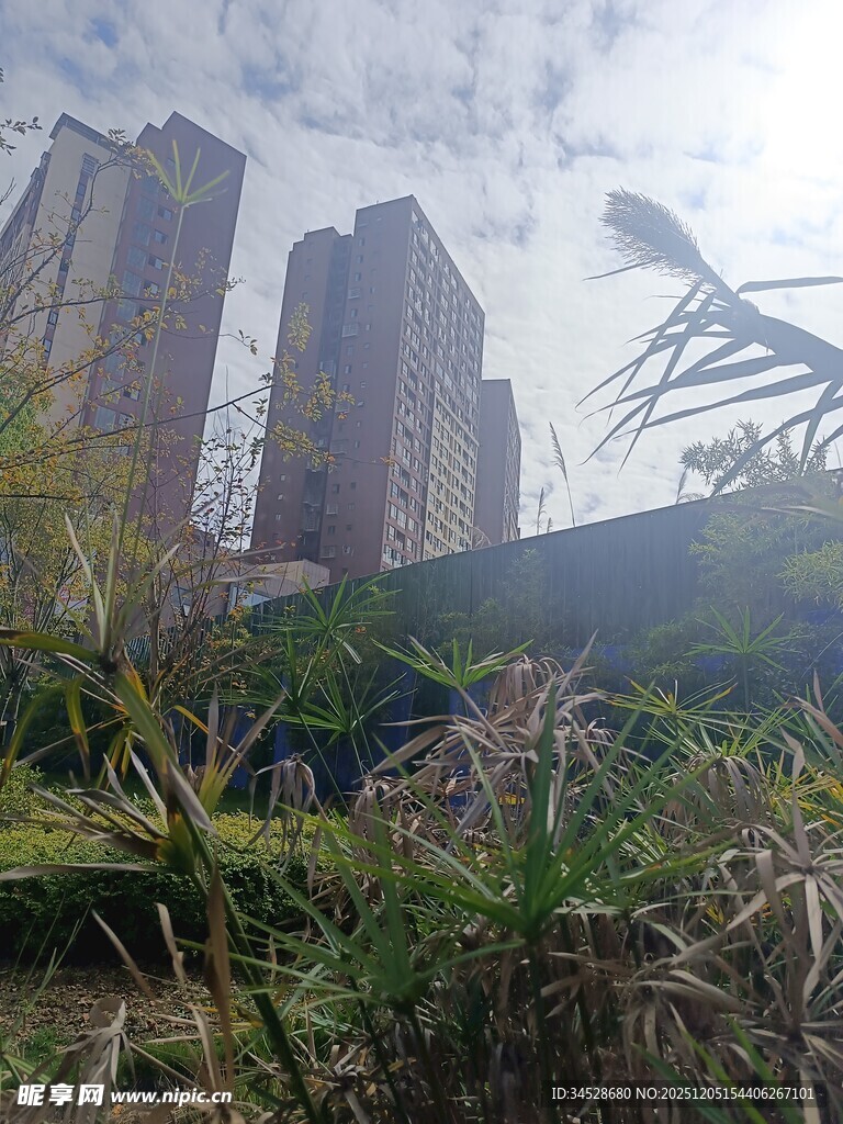 高楼旁的绿植景观