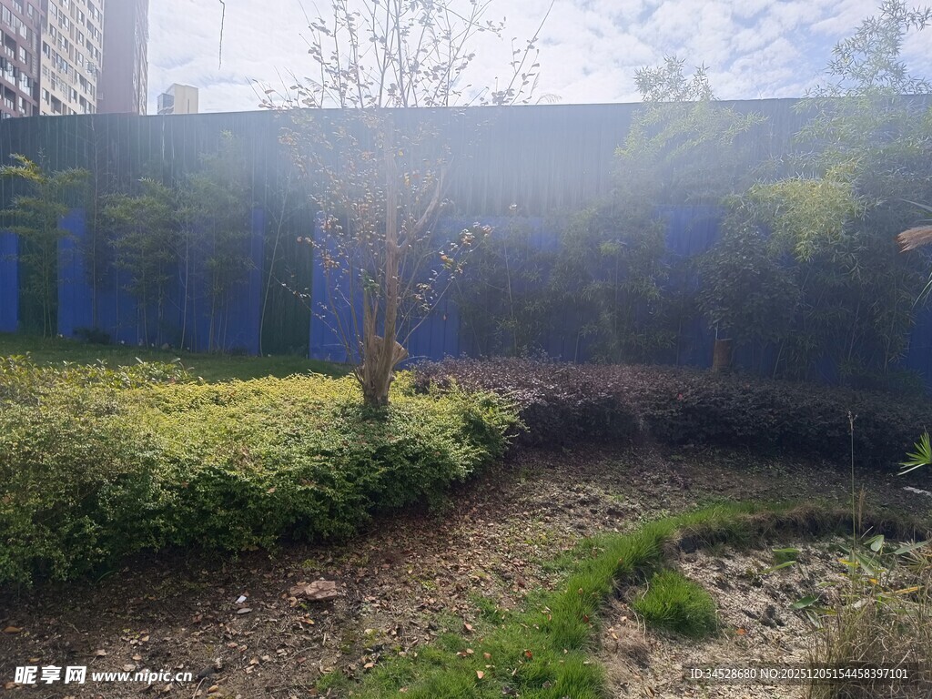 户外自然中的小树与泥地