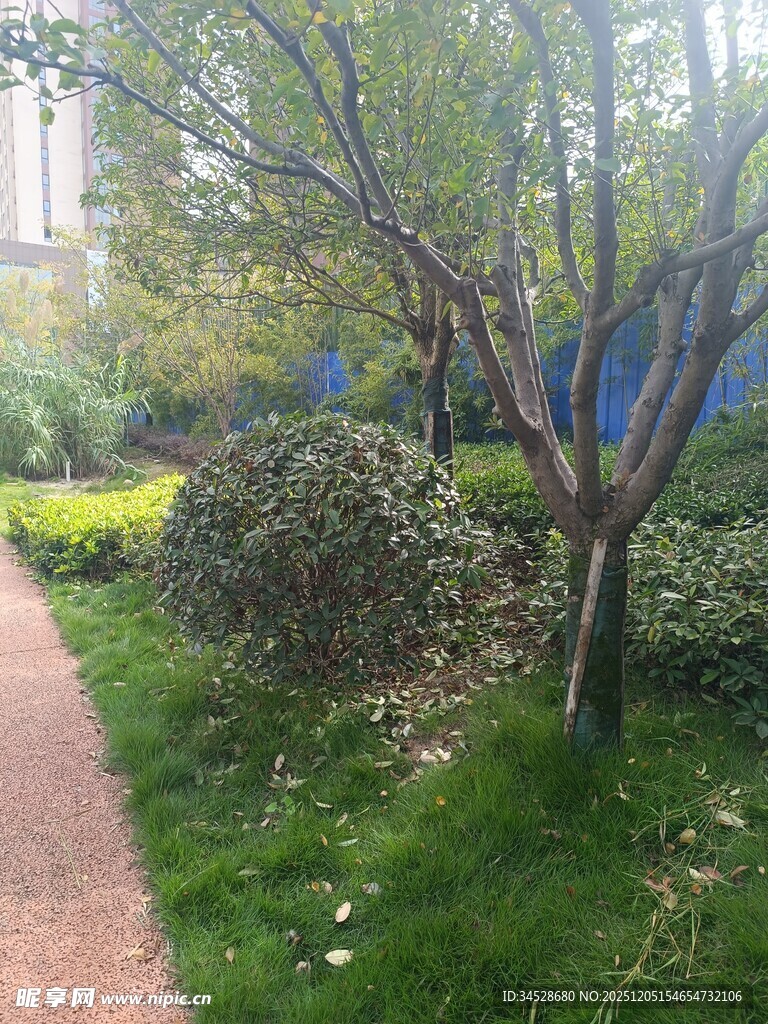 城市中的绿意小径