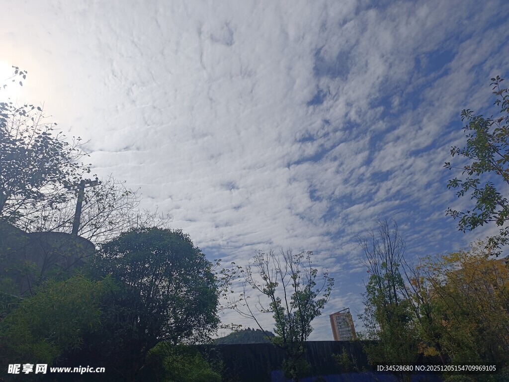 蓝天白云下的绿树景致