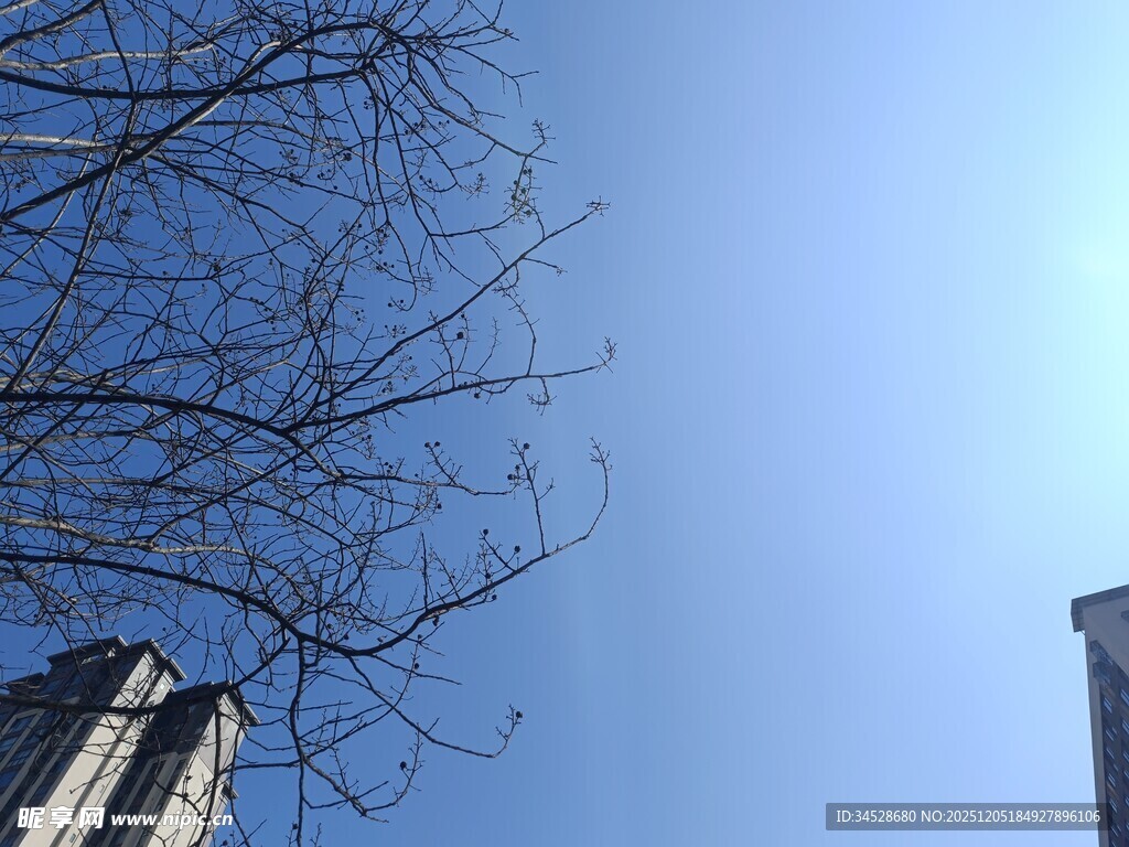 蓝天枯枝旁的高楼