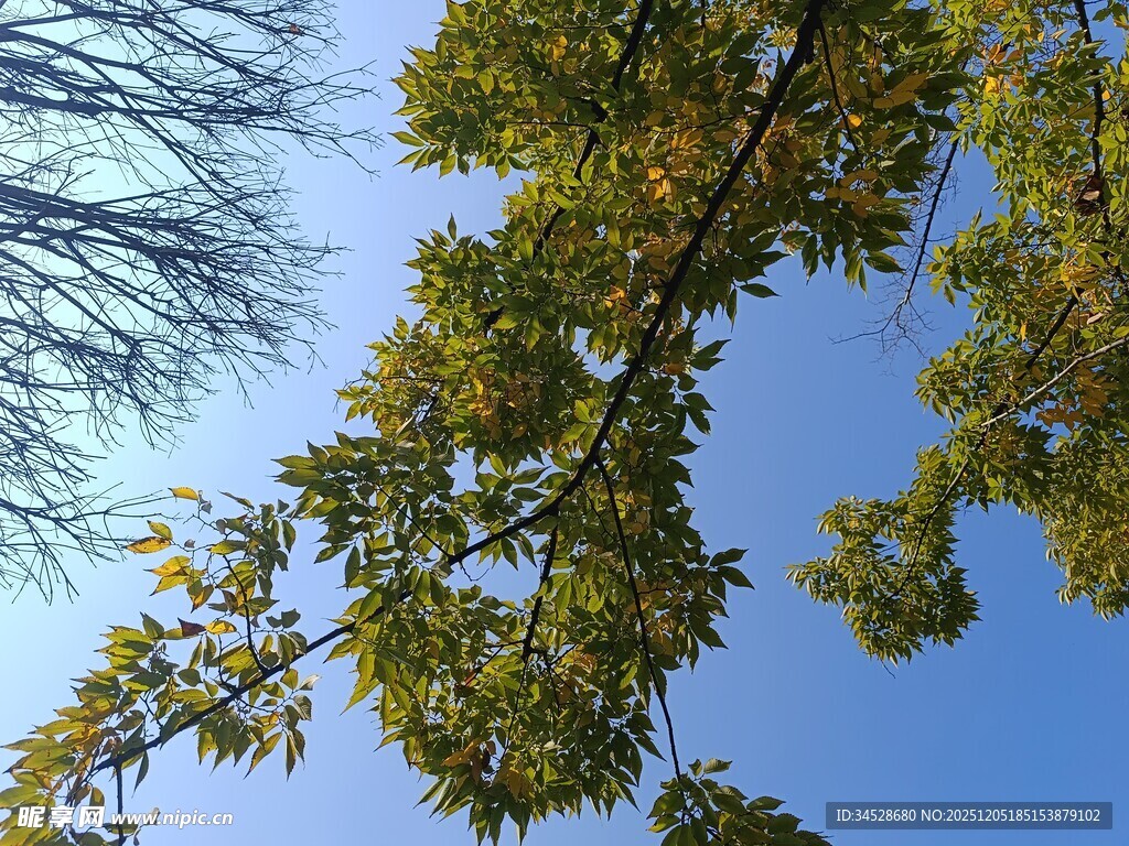 蓝天映衬下的繁茂树枝