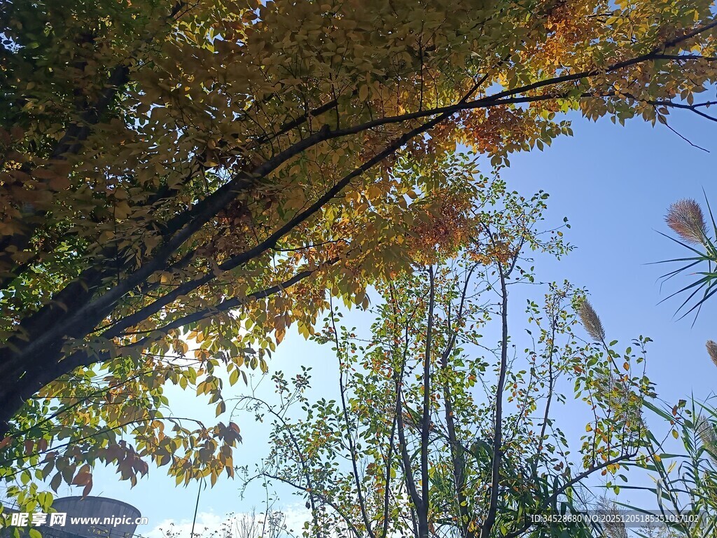 秋日树梢间的蓝天美景