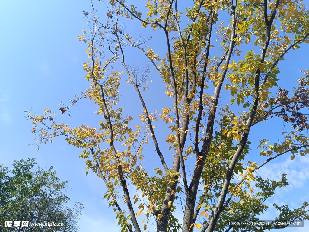 秋日黄叶树