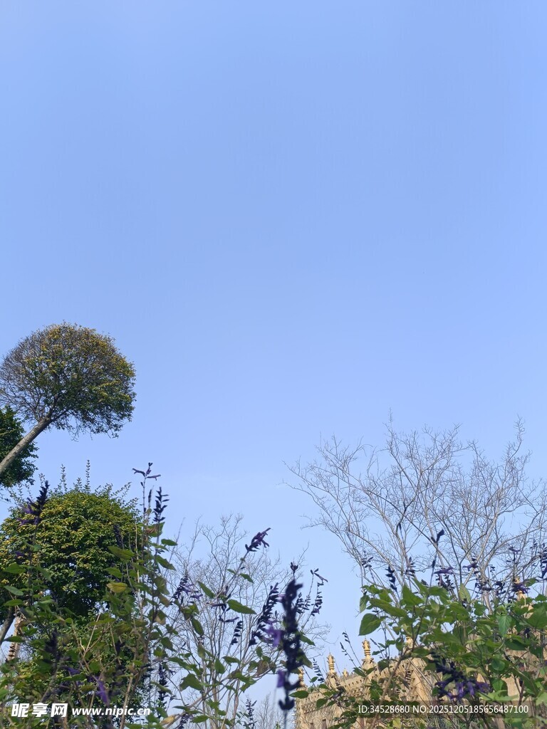 蓝天映衬下的繁茂绿植