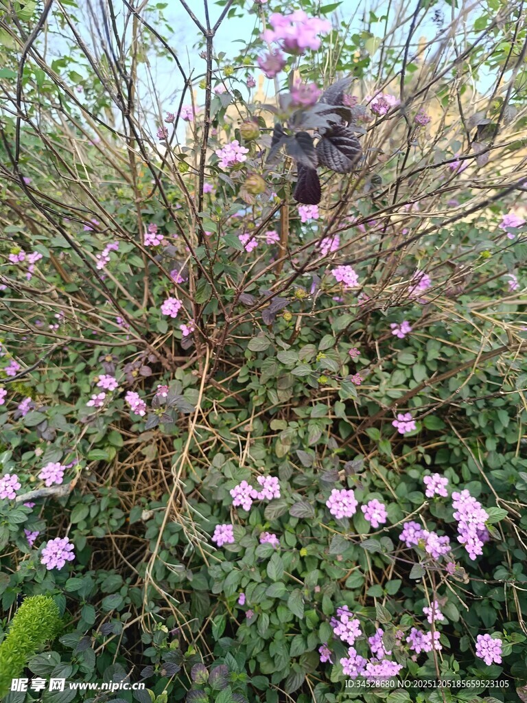 粉色繁花绽放的灌木丛
