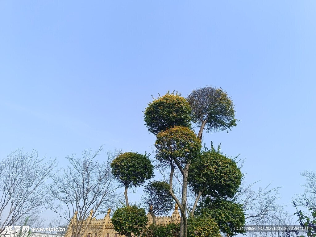 造型独特的多层景观树