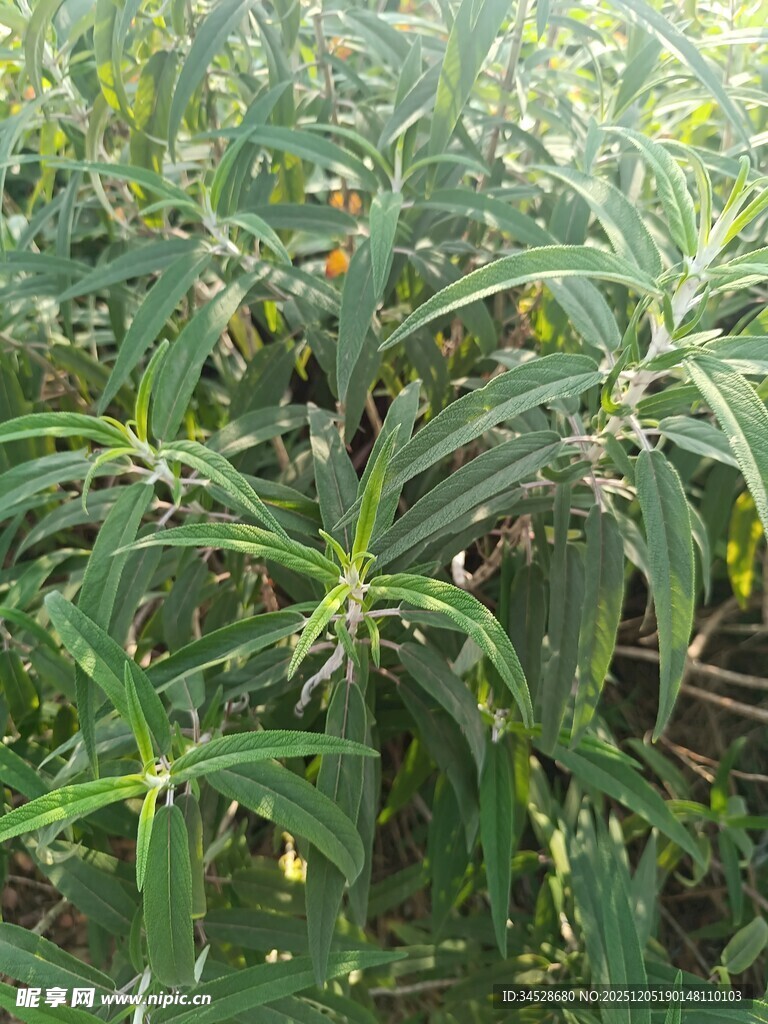 茂盛的绿色植物景观