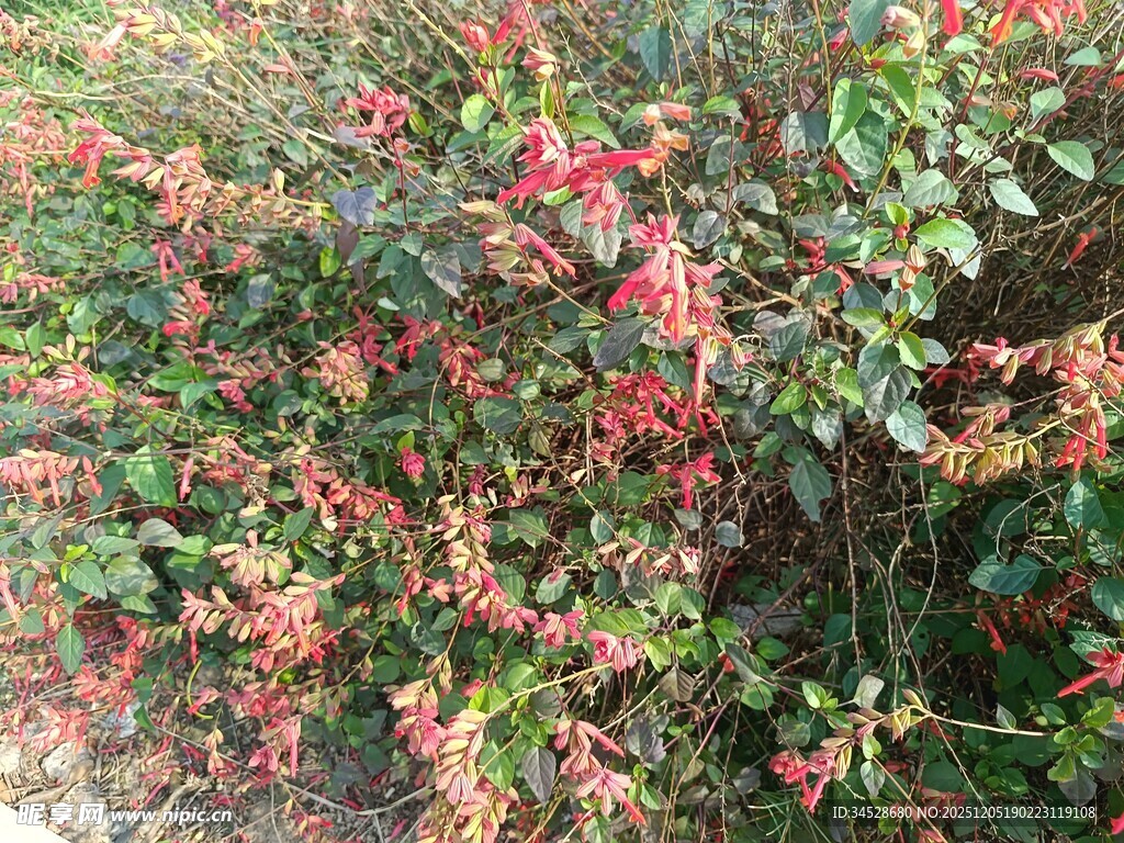 色彩斑斓的繁茂花卉灌木