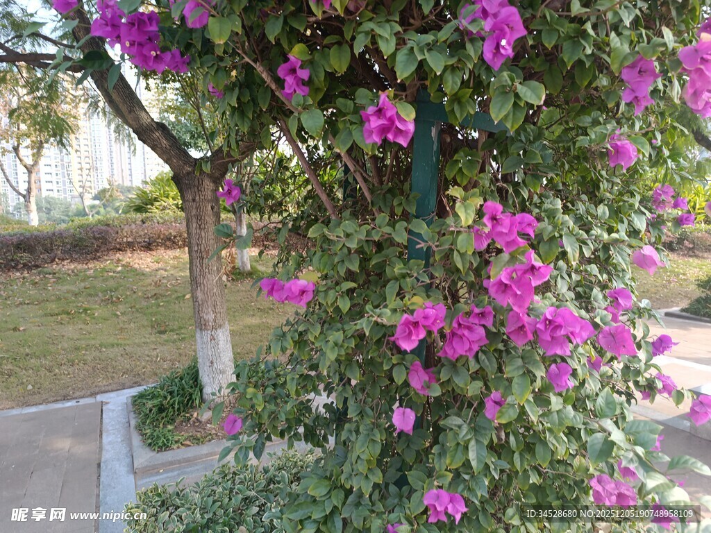 绽放的紫色三角梅景观