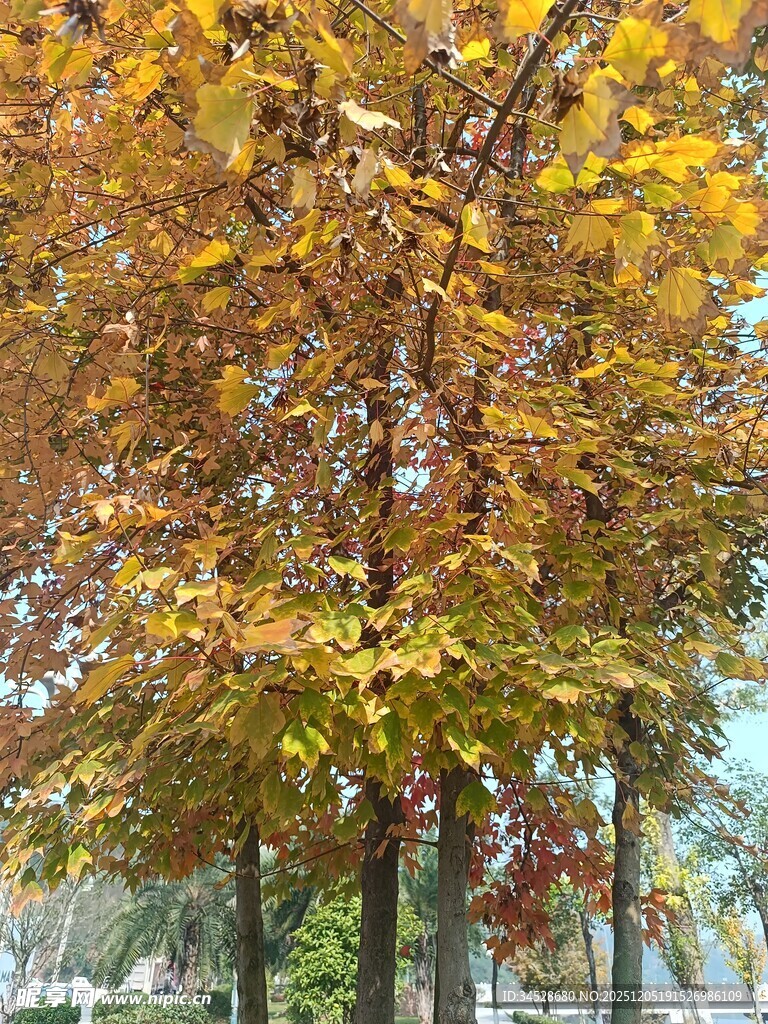 秋日斑斓树林美景