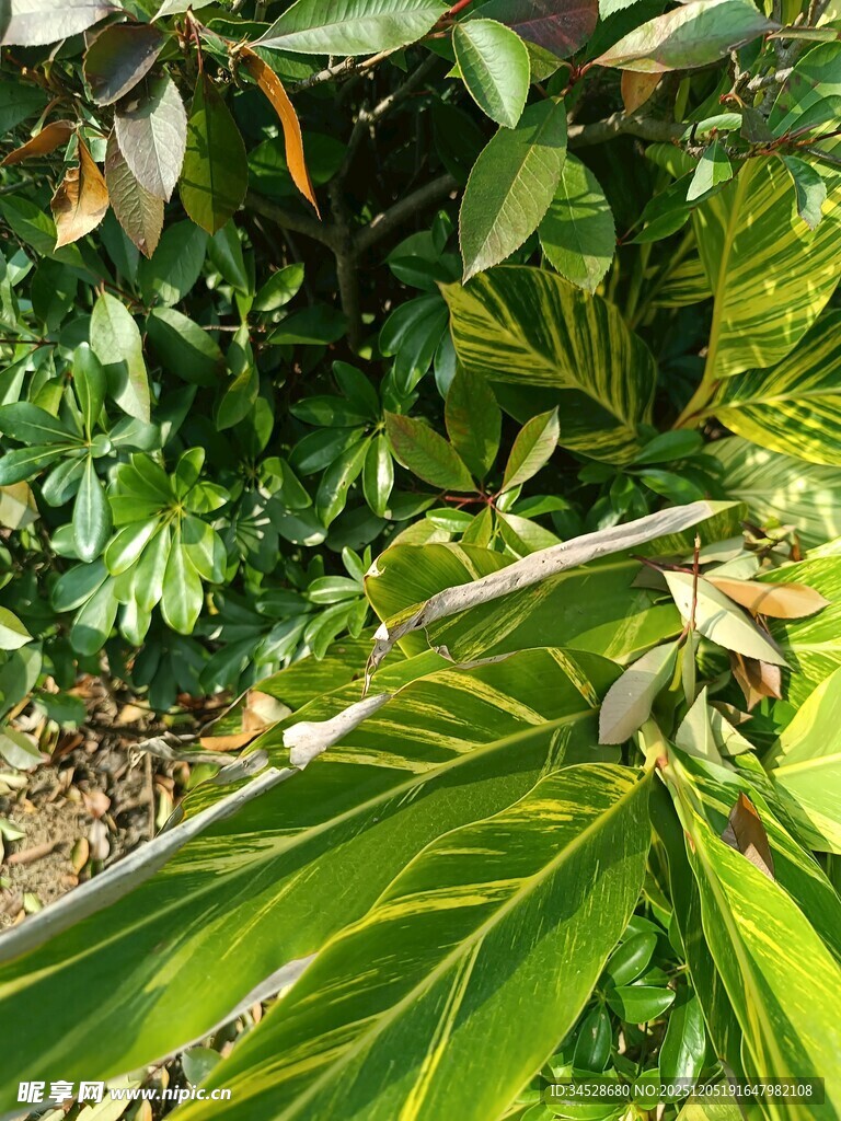 繁茂绿植展现自然生机