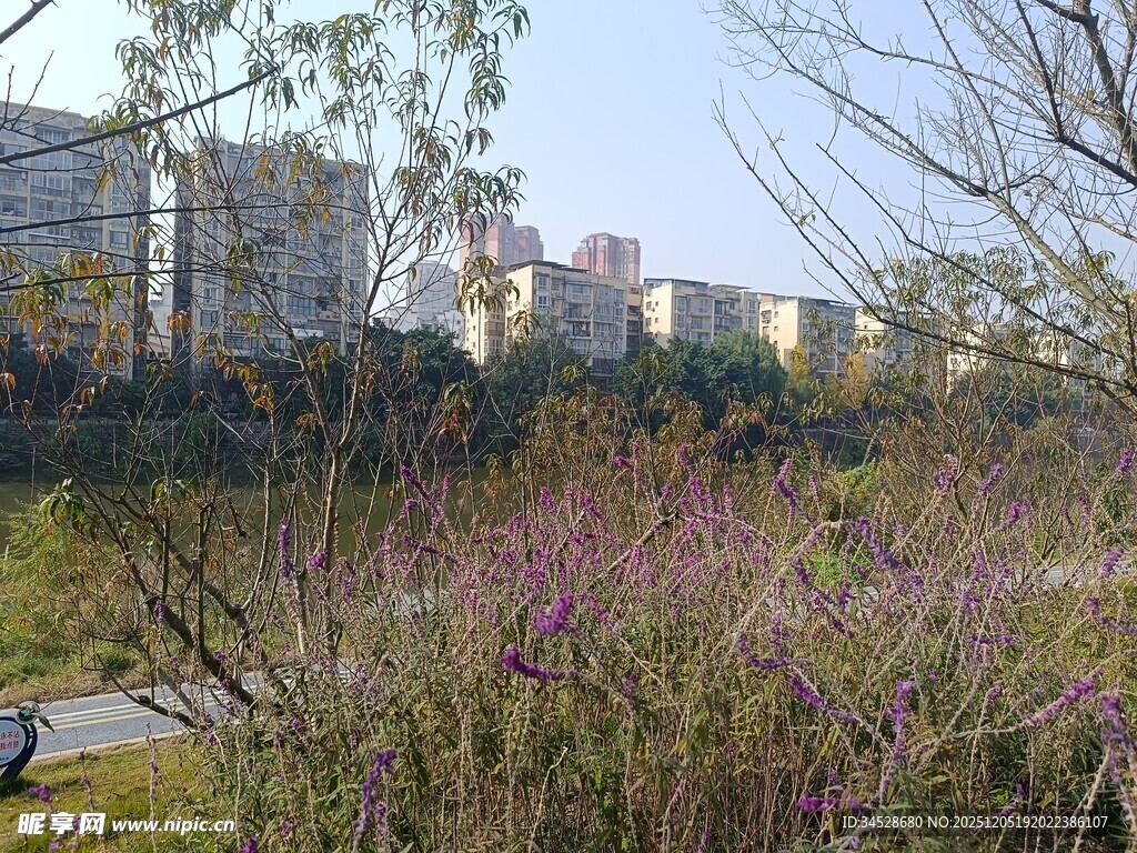 城市边的繁茂植物景观