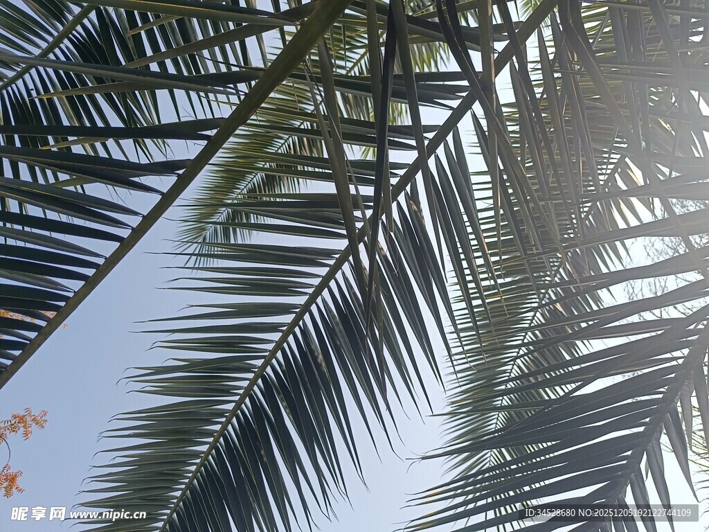 阳光下的棕榈树叶