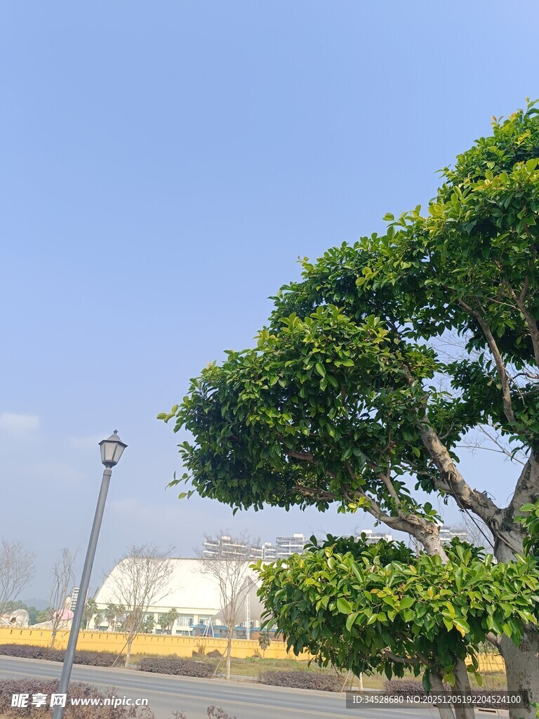 路边造型独特的绿树