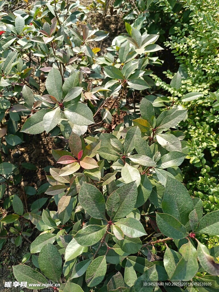 绿叶繁茂的植物景观