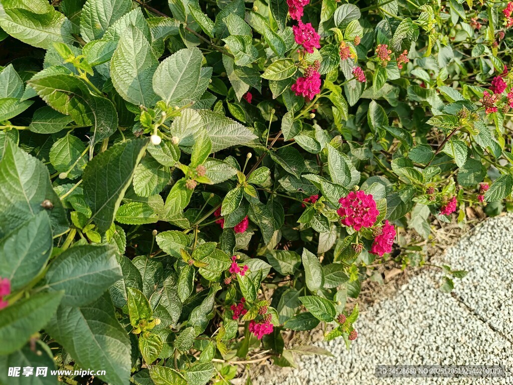 绿叶丛中绽放的娇艳花朵