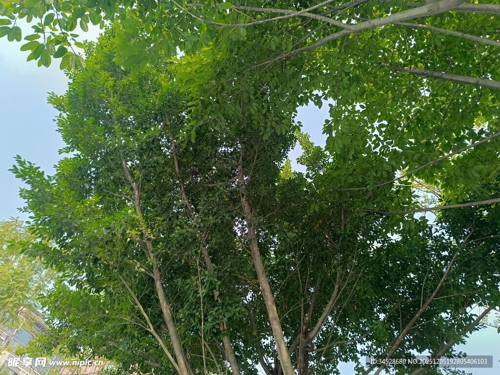 葱郁绿树映蓝天