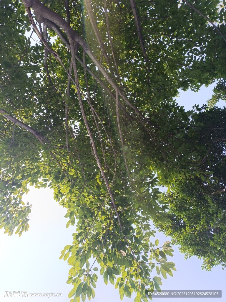 仰视绿树间的斑驳阳光