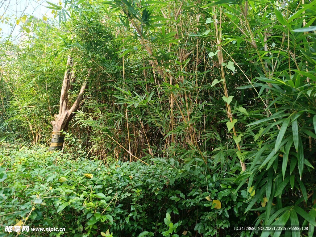 茂密竹林中的繁茂绿植