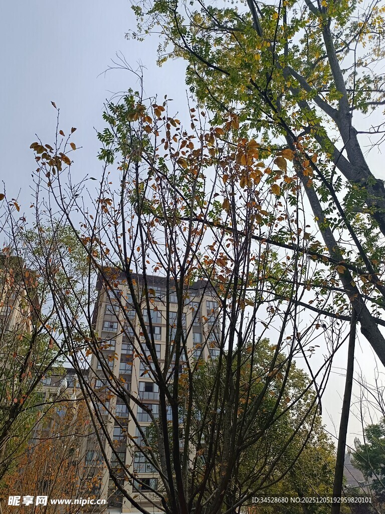 秋日树林中的建筑一角