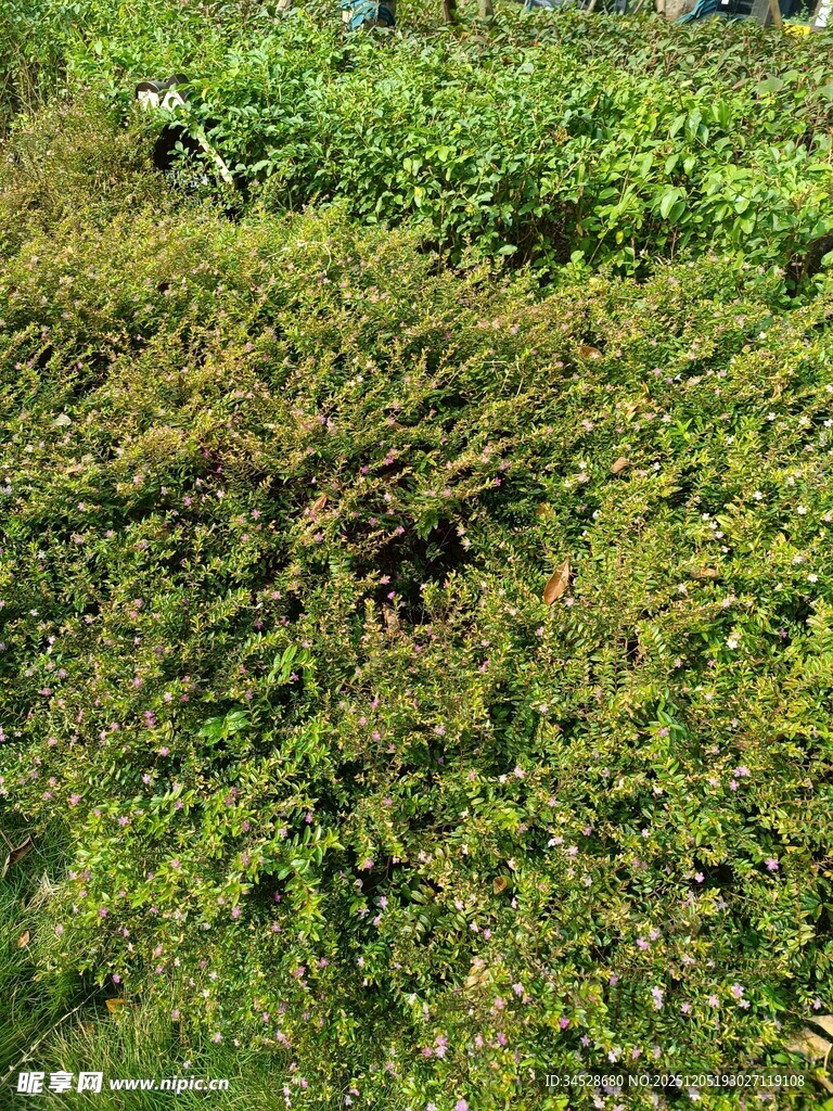 翠绿繁茂的灌木丛景观