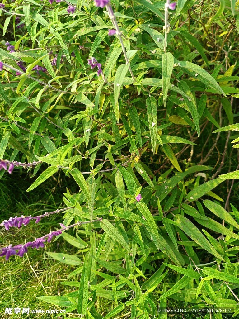 绿叶丛中紫色小花绽放