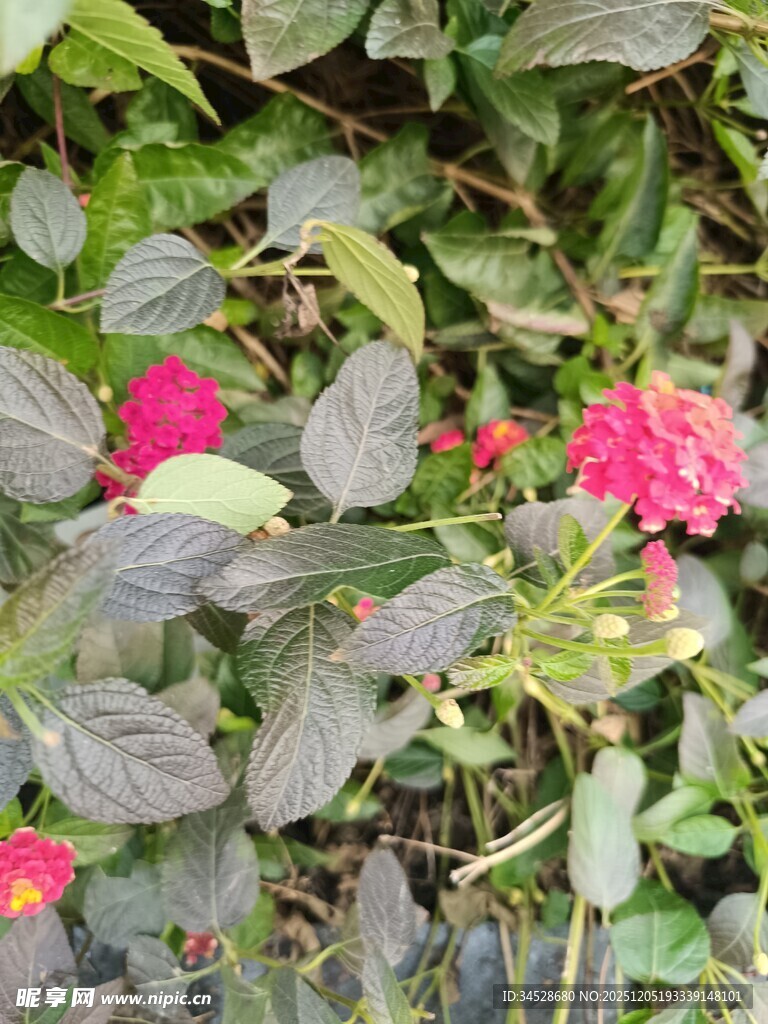 绿叶间绽放的娇艳花朵