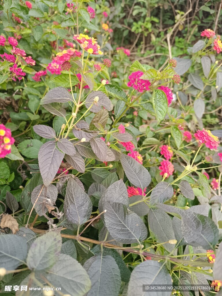 绽放的多彩花卉植物