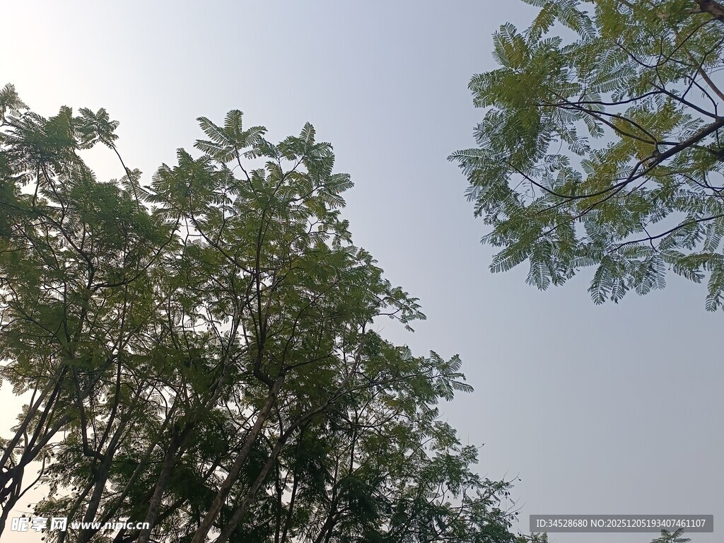 仰视葱郁树木景观