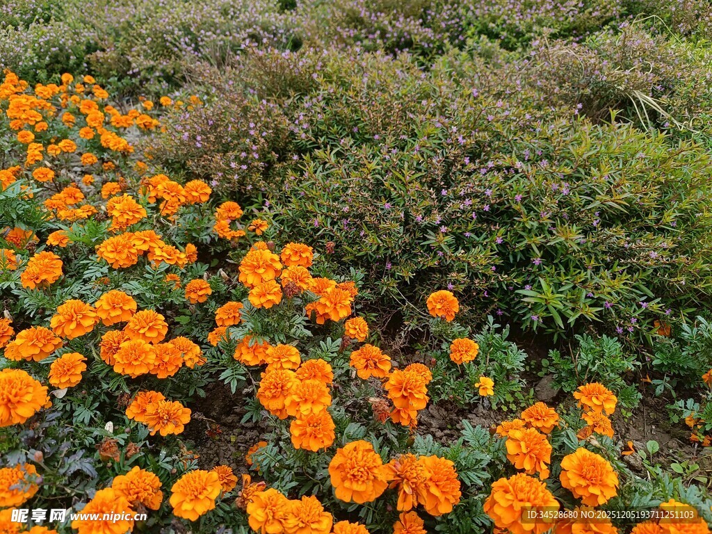 橙色万寿菊绽放的美丽花田
