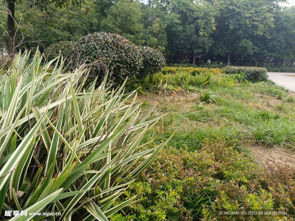户外葱郁的草地与绿植