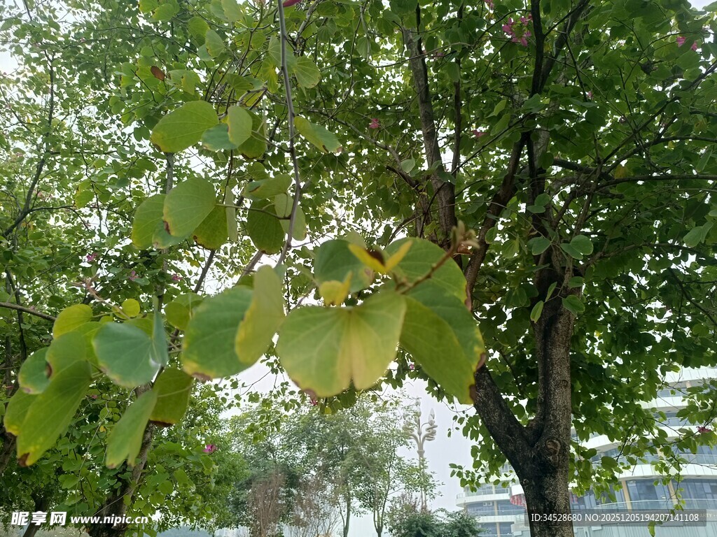 绿叶繁茂的树木景观