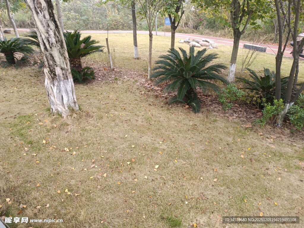 户外林间草地植物景观