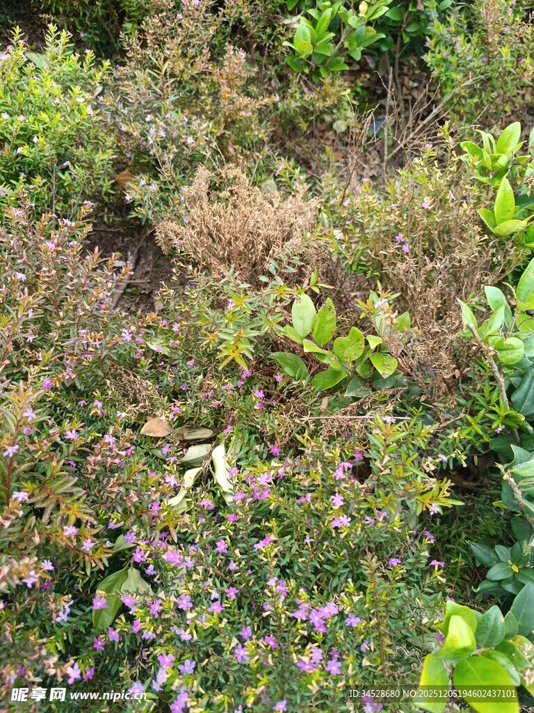 繁茂多彩的野外植物景观