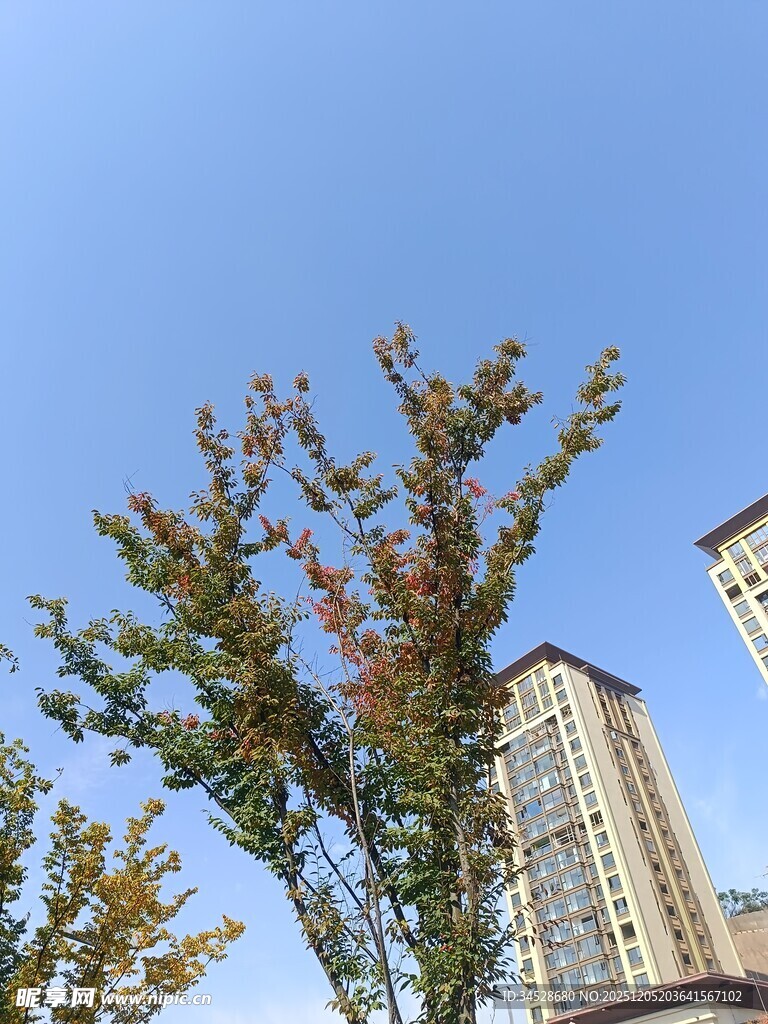 秋日城市中的多彩树木