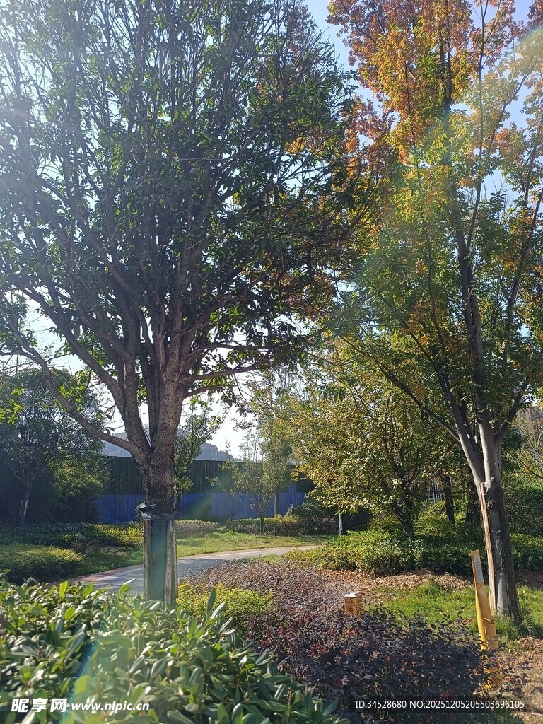 秋日公园林间小道美景