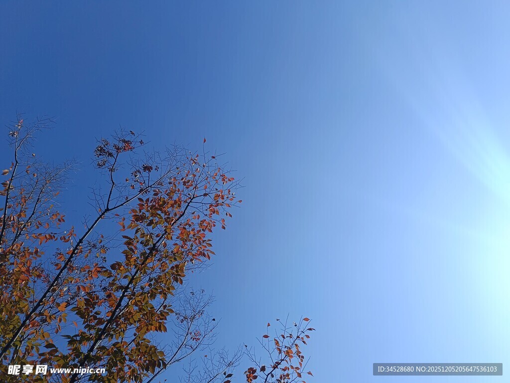 蓝天映衬下的红叶树枝