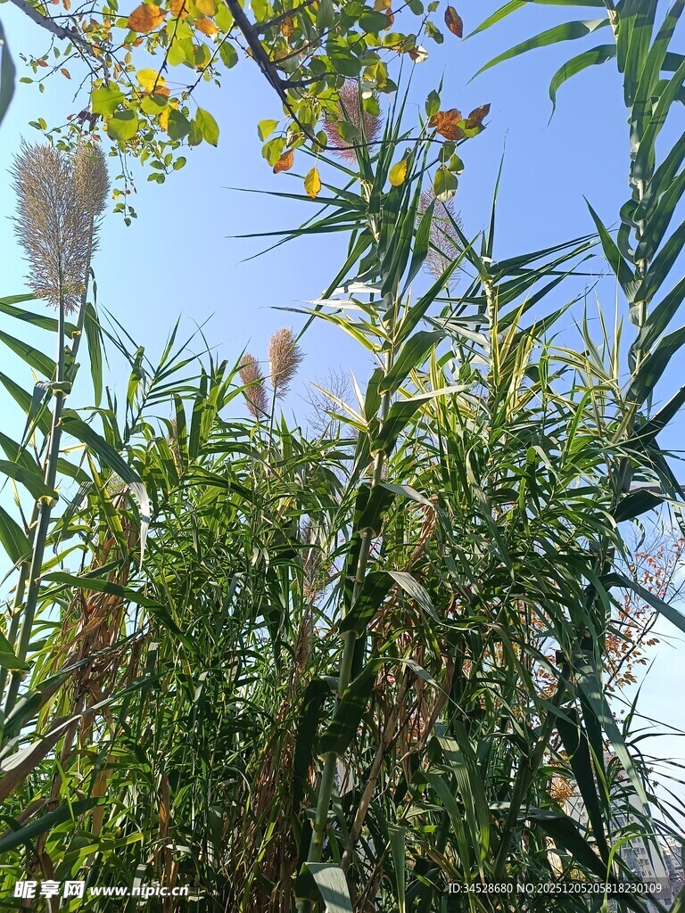 阳光下的绿植与白色绒花