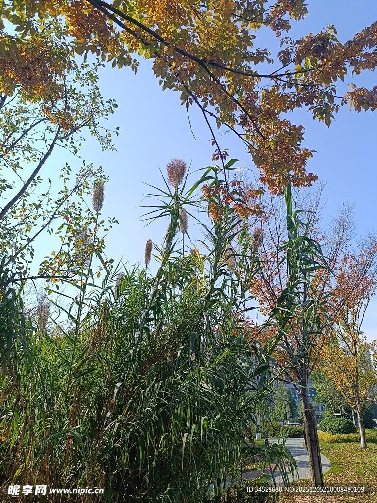 秋日公园绿植与蓝天景致