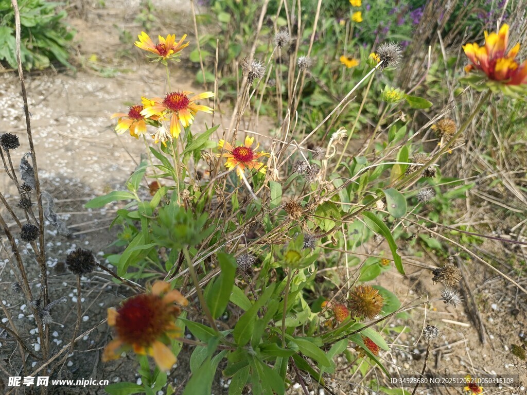 野外绽放的多彩小菊花