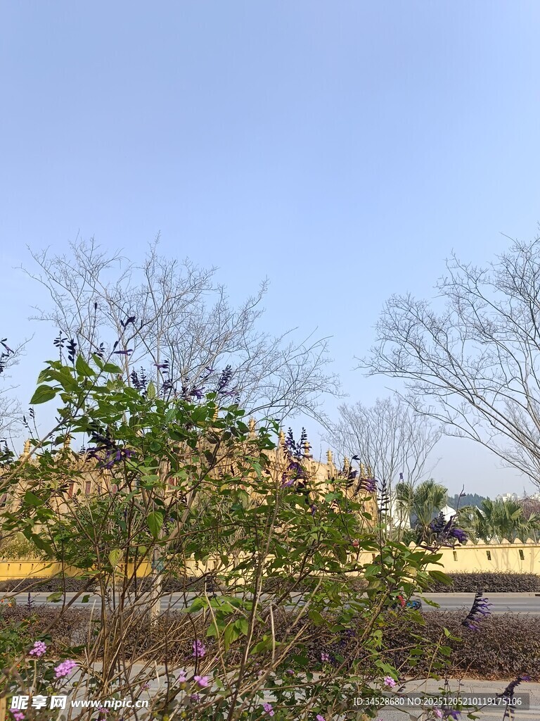 户外绿植与远景建筑景观