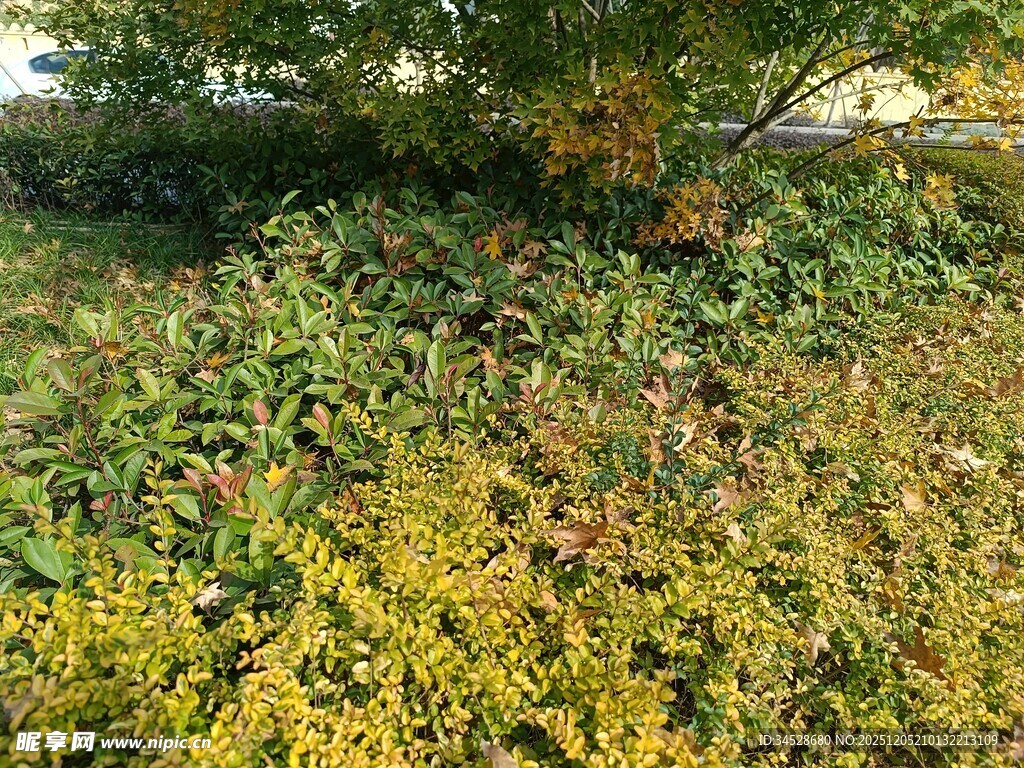 秋日繁茂的花草植被