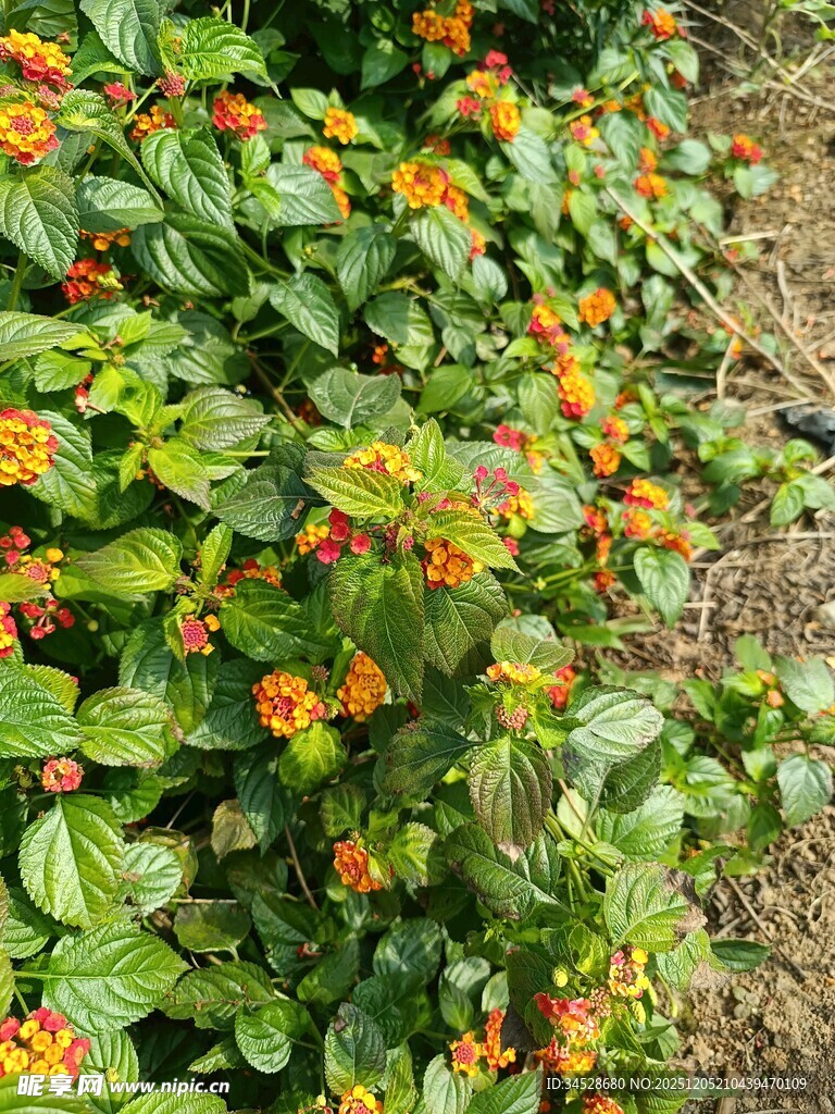 绿叶间绽放的橙色小花