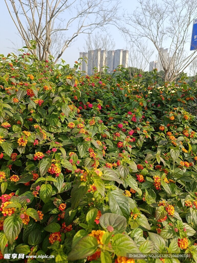 绿叶间的橙红果实