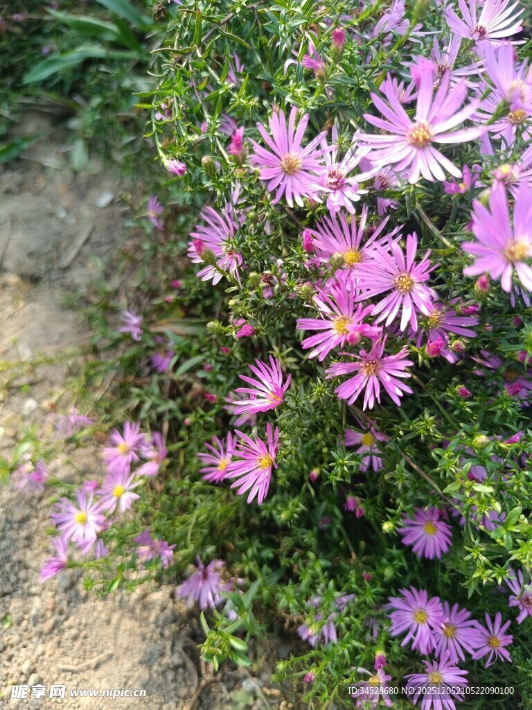 紫色小花绽放于绿植间