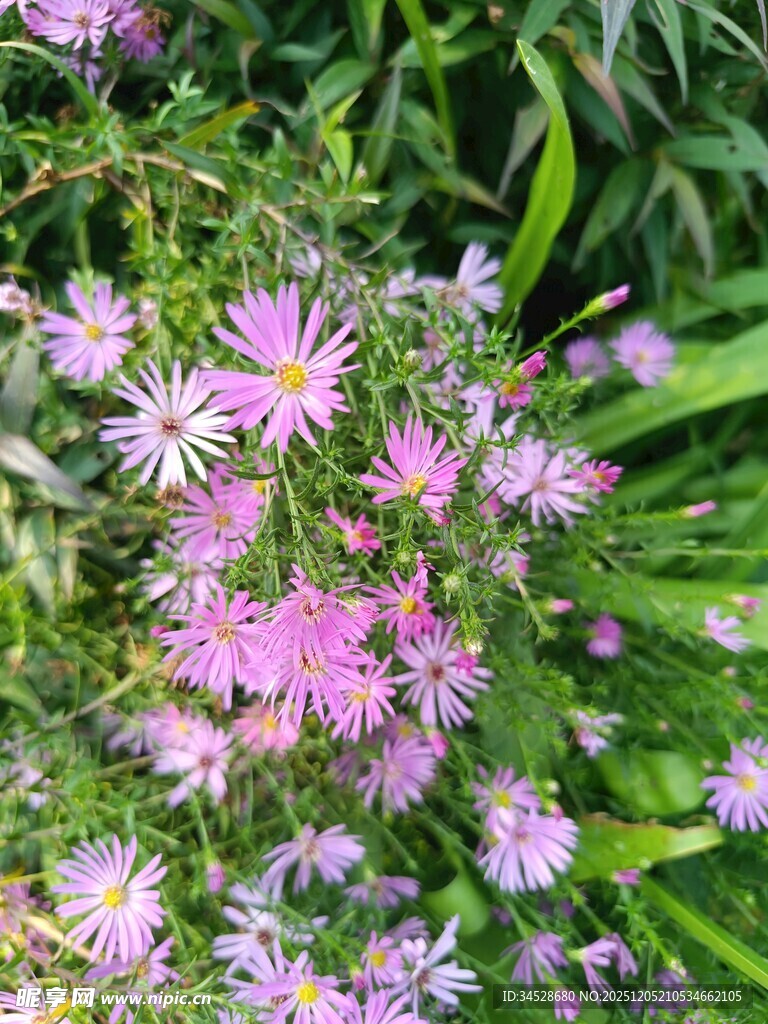 粉色小花绽放于绿叶间
